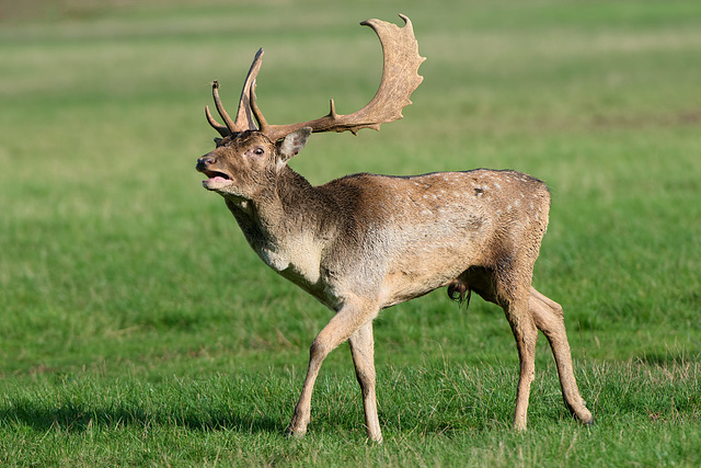 Fallow Stag (b)