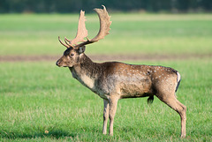 Fallow Stag (a)