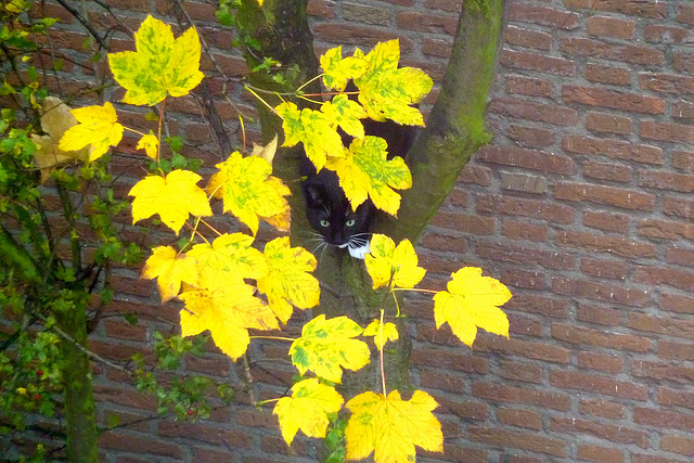 Cat in a tree
