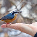 Friendly little Nuthatch