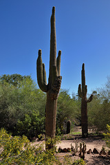 Saguaros