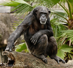 Chimpanzee 111213