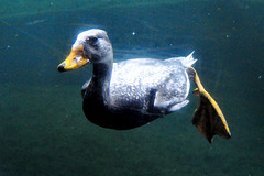 Emmen Zoo – Underwater duck