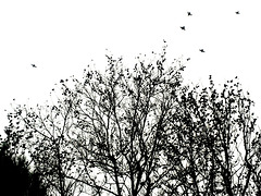 Birds growth on trees