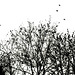 Birds growth on trees