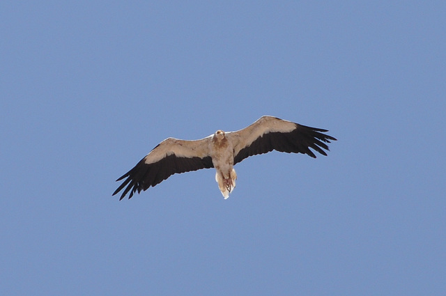 Dubai 2012 – Egyptian Vulture