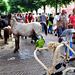 Paardenmarkt Voorschoten 2012 – Horses and parrots