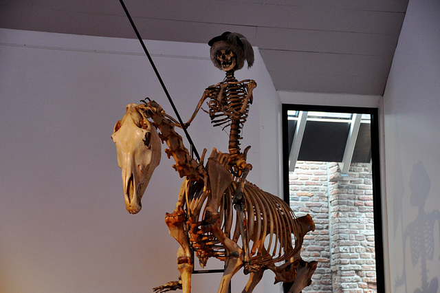 Museum Boerhaave – Skeleton of horse and rider
