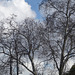 Cielo y árboles de Buenos Aires
