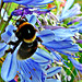 Bee on agapanthus