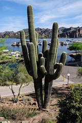 Saguaro-Kaktus (Carnegiea gigantea)