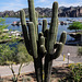 Saguaro-Kaktus (Carnegiea gigantea)