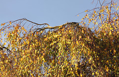 Silver Birch with autumnal splendour