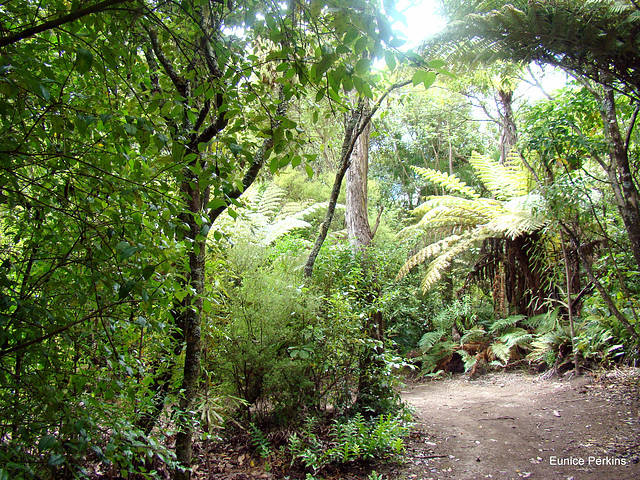 Path through bush