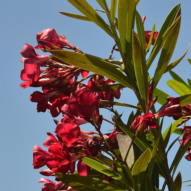 Scarlet Oleander