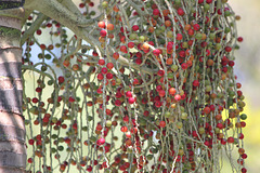 Scarlet Berries