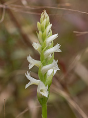 Spiranthes magnicamporum (Great Plains Ladies'-tresses orchid)