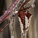 Icicles on Blackberry Leaves