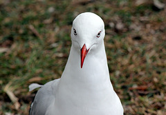 My friend the Seagull