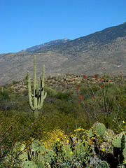 Desert Landscape with Saguaro