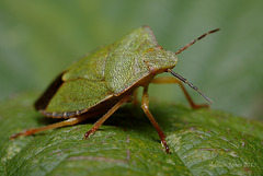 Palomena prasina (Common Green Shieldbug)