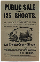 Public Sale of 125 Shoats, Ironville, Pa., Feb. 12, 1889