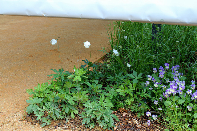 Outside -in - Jardin 11 - Anemone sylvestris- Luzula nivea- Viola cornuta