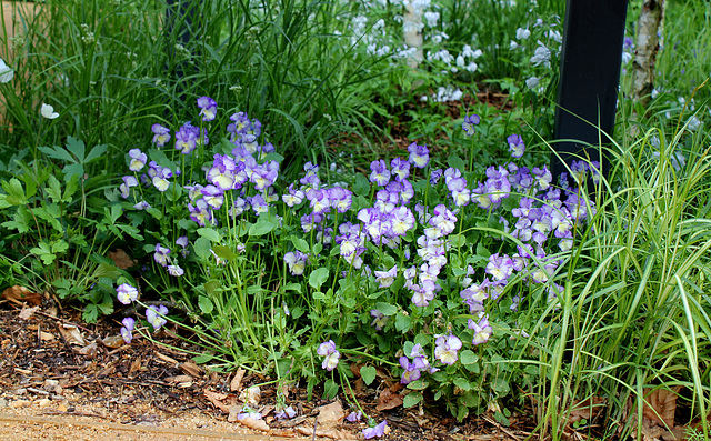 Outside -in - Jardin 11 - Viola cornuta ' Rebecca'- Carex muskingumensis 'Little Midge'