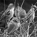 Four Sparrows