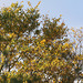 Autumnal Elm trees