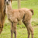 Fresh new baby llama