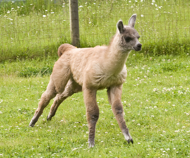 Bouncing baby llamas!