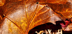 Leatherlike leaf 001