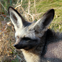 Otocyon (Otocyon megalotis, famille des Canidés), renard africain