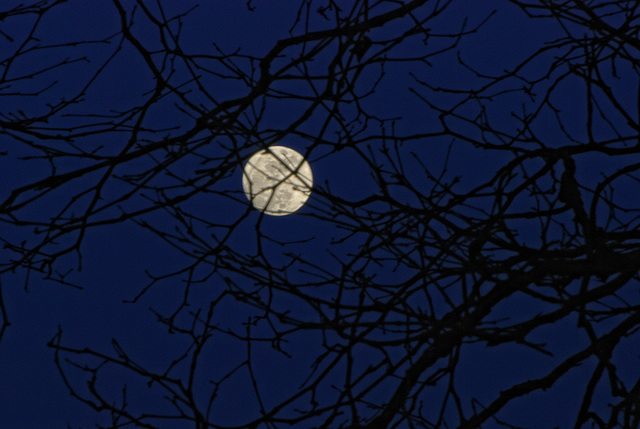 Full Moonrise Behind Branches