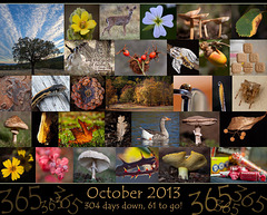 365 Project: October Collage