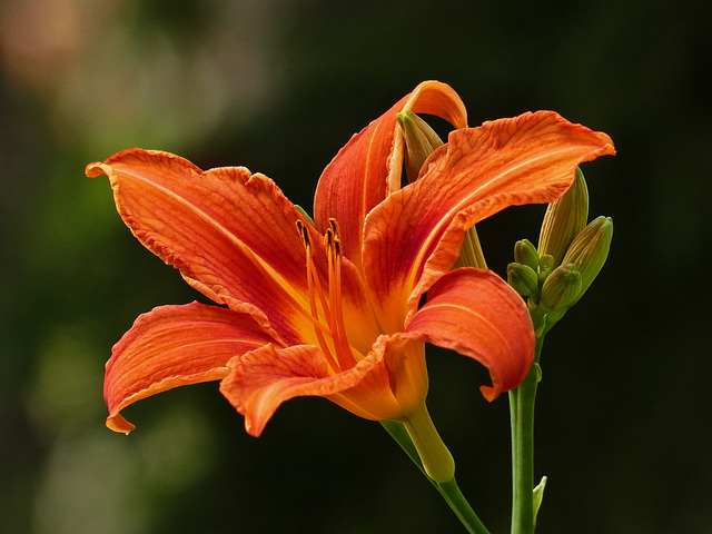 The beauty of an orange Lily