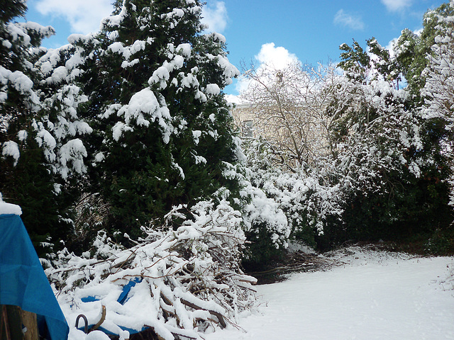 The snow made an ordinary garden look pretty