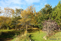Autumn colours in the Pond Garden