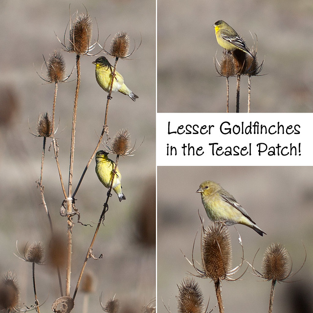 Lesser Goldfinches in the Teasel Patch!