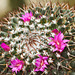 Pink Cactus Flowers – Botanical Garden, Montréal, Québec