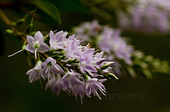 Mauve Blossoms