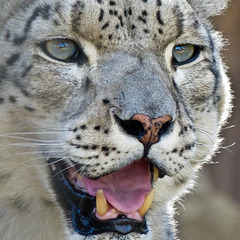 Up close with a Snow Leopard