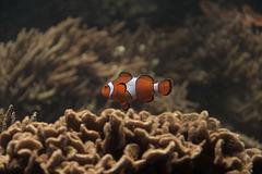 Found Nemo