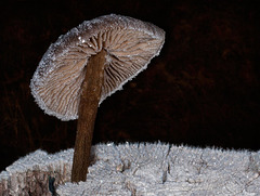Diamond Encrusted Mushroom and a Frosty Stump