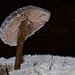 Diamond Encrusted Mushroom and a Frosty Stump