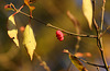 Spindle seedpod and autumnal foliage