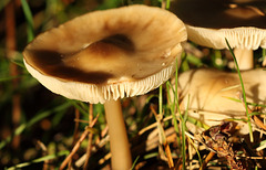 Pluteus sp? fungi