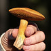 Suillus tomentosus - for mushroom soup