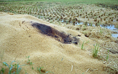 Slow burning of rice harvest debris